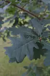 Quercus robur - Muut puut - 104682 - 1