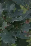 Quercus robur - Muut puut - 104682 - 2