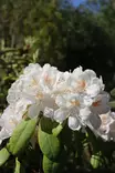 Rhododendron 'Pernilla' - Alppiruusut - 100242 - 2