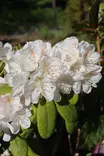 Rhododendron 'Pernilla' - Alppiruusut - 100242 - 1