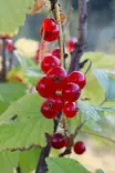 Ribes rubrum 'Rovada' - Herukkapensaat - 100602 - 1