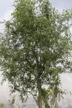 Salix 'Ural' - Muut puut - 100332 - 1