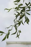 Salix 'Ural' - Muut puut - 100332 - 2