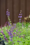 Salvia pratensis - Muut perennat - 104442 - 1