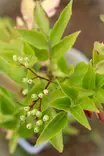 Sambucus nigra 'Haschberg' - Muut koristepensaat - 100152 - 1