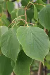 Tilia x vulgaris 'Pallida' - Muut puut - 104692 - 1