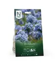 Ukkolaukkasipuli 'Caeruleum' - Kukansipulit ja -mukulat - 105072 - 1