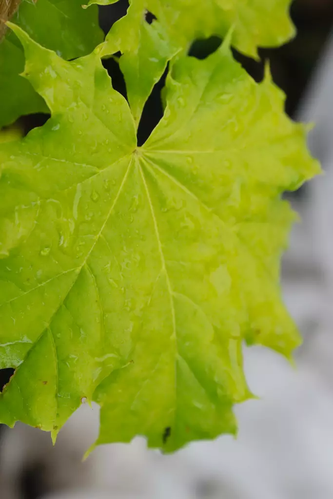 Acer platanoides 'Princeton Gold' - Vaahterat - 104932 - 1