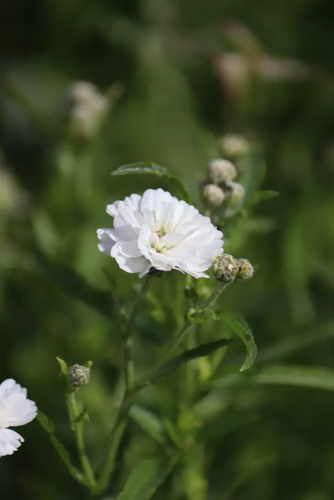 Achillea ptarmica 'The Pearl' - Muut perennat - 104412 - 1