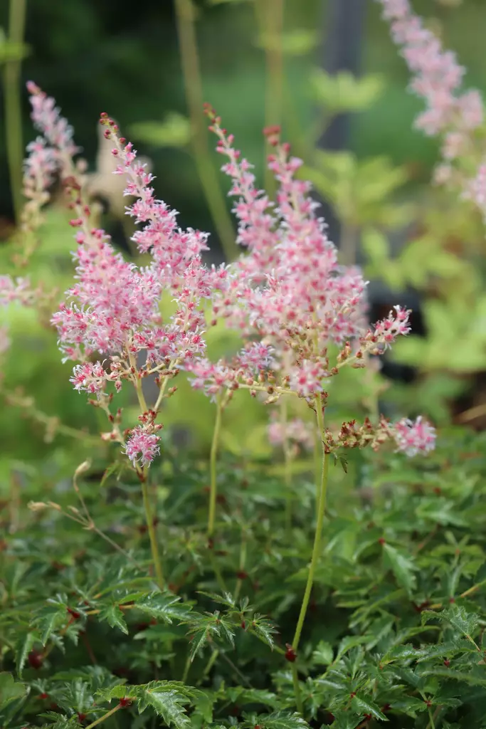 Astilbe simplicifolia 'Hennie Graafland' - Jaloangervot - 103012 - 1