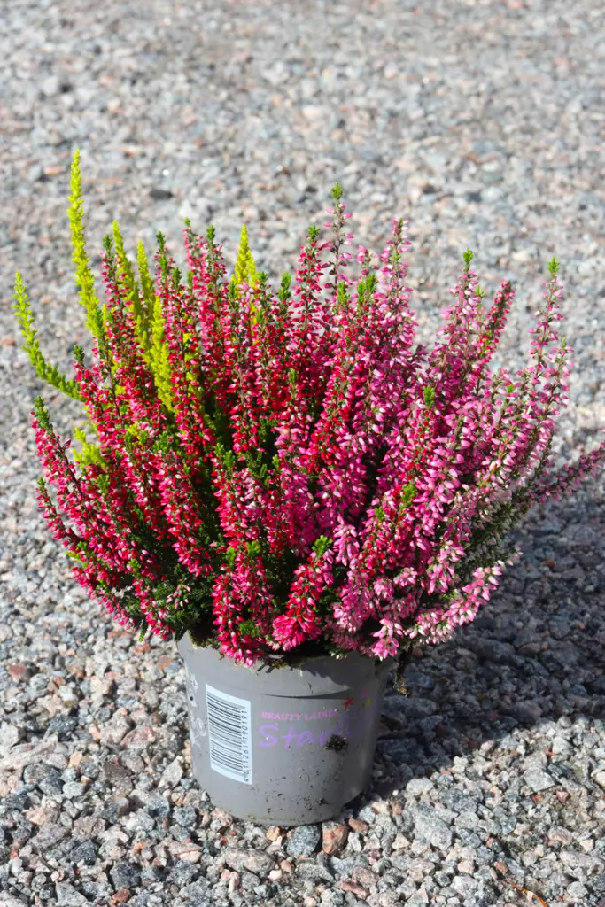 Calluna Beauty Trios 11 cm - Syyskukat - 105092 - 1