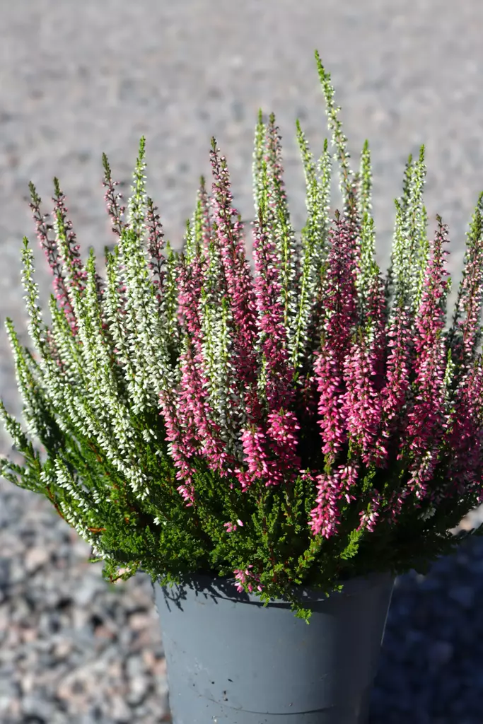 Calluna Twin Sister - Syyskukat - 105082 - 1