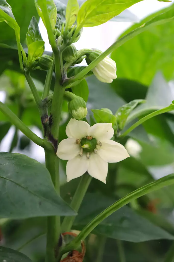 Capsicum annuum - Chilin ja paprikan taimet - 101692 - 1