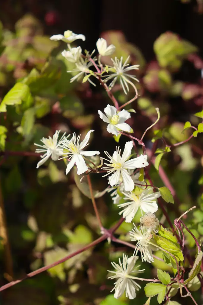 Clematis fargesioides 'Summer Snow' - Kärhöt - 100892 - 1
