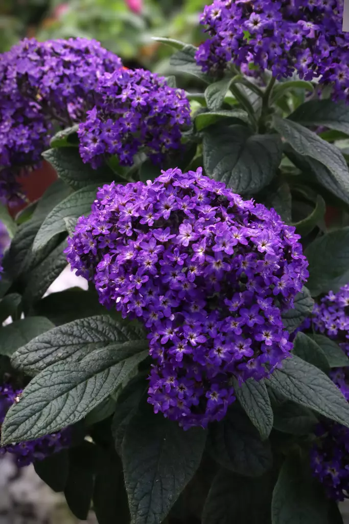 Heliotropium arborescens - Muut kesäkukat - 101602 - 1
