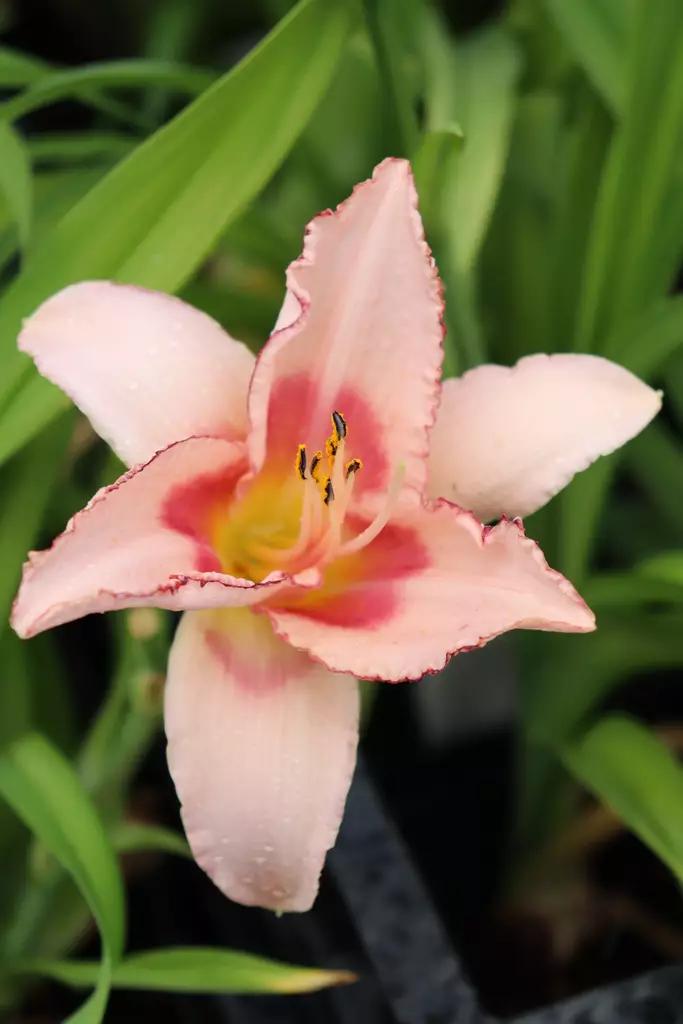 Hemerocallis 'Strawberry Fields Forever' - Päivänliljat - 101482 - 1