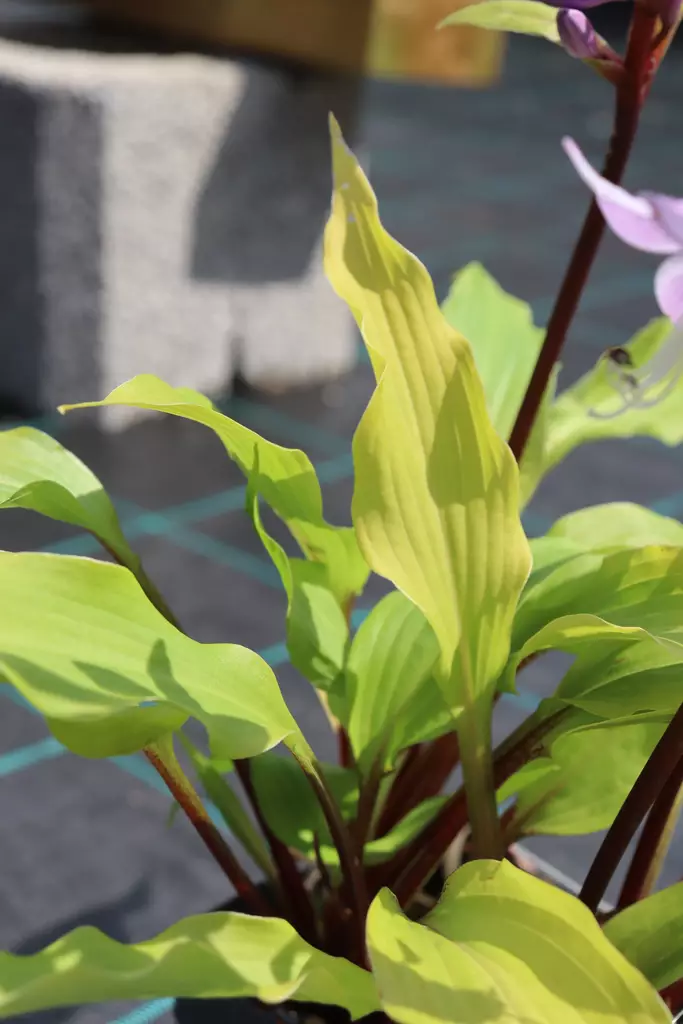 Hosta 'Isoäidin Hymy' - Kuunliljat - 104922 - 1