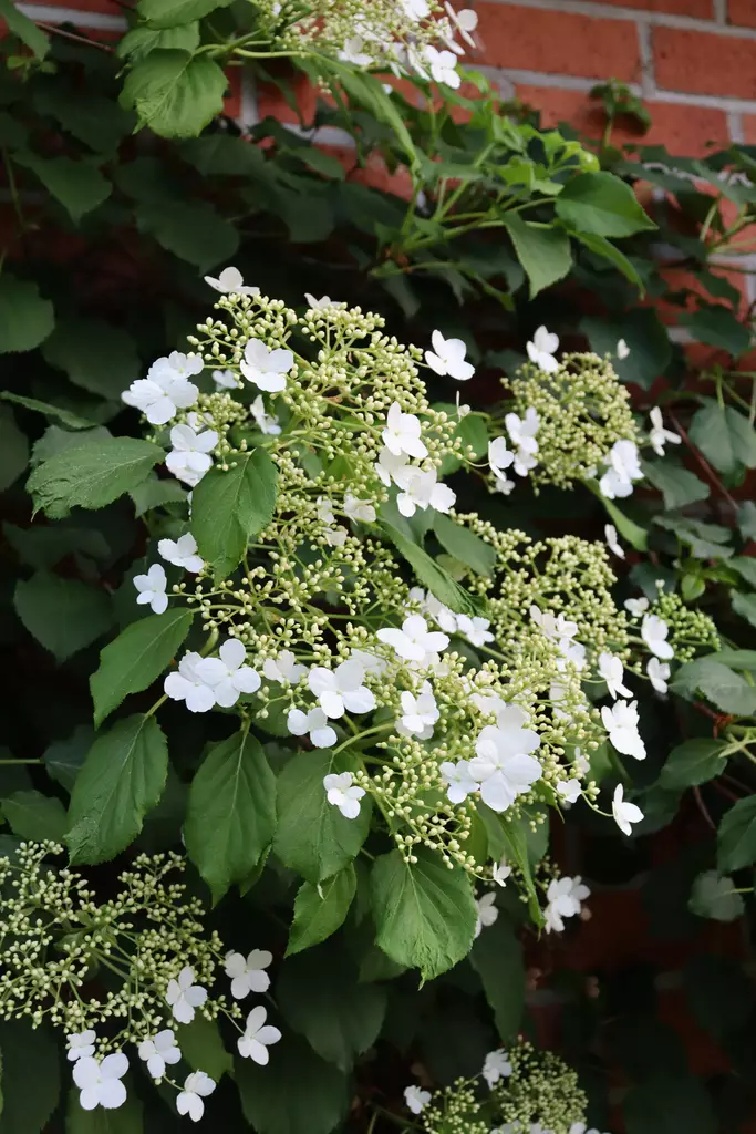 Hydrangea anomala 'Petiolaris' - Muut Köynnökset - 100862 - 1
