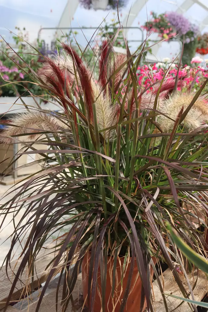 Pennisetum advena 'Rubrum' / 'Fireworks' - Muut kesäkukat - 101642 - 1