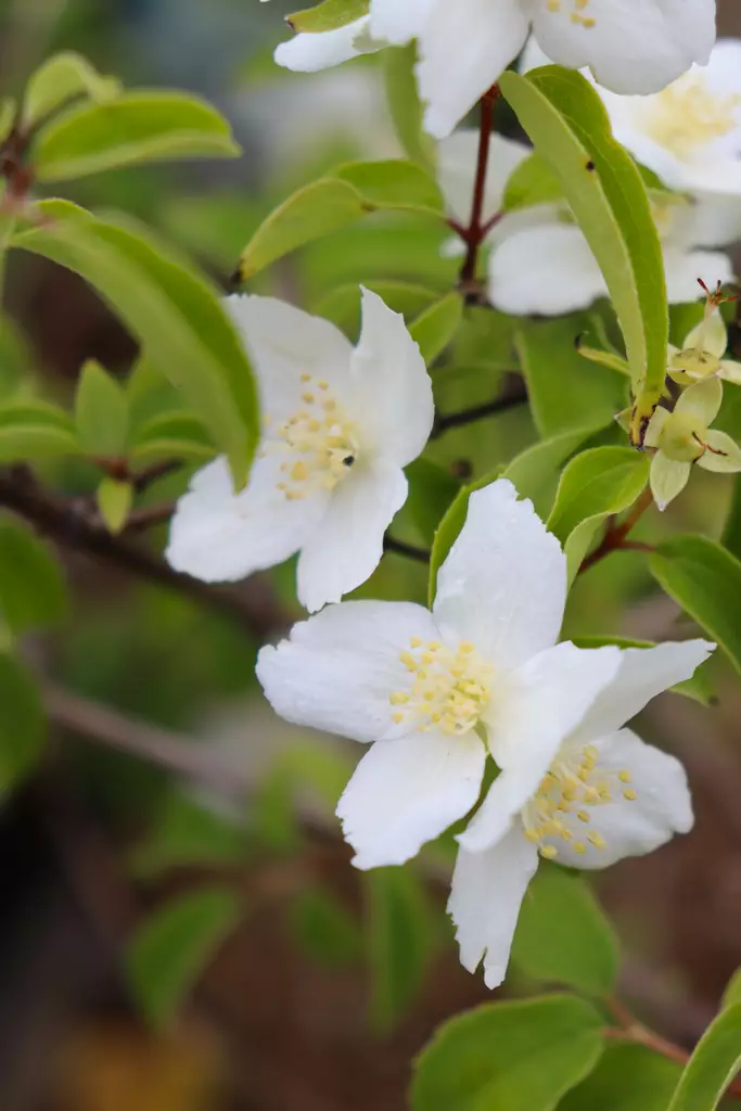 Philadelphus lewisii 'Waterton' - Jasmikkeet - 100112 - 1