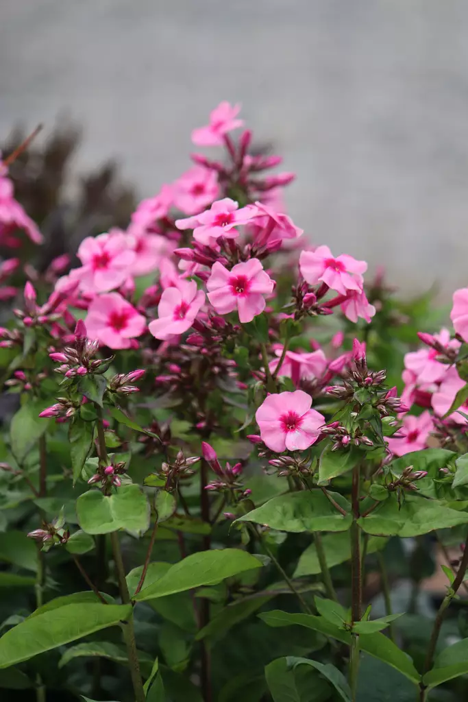 Phlox paniculata 'Early Pink Dark Eye' - Leimut - 104472 - 1