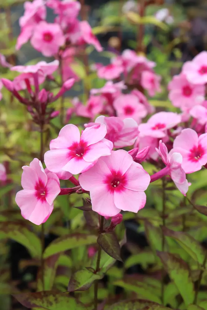 Phlox paniculata 'Early Pink Dark Eye' - Leimut - 104472 - 1