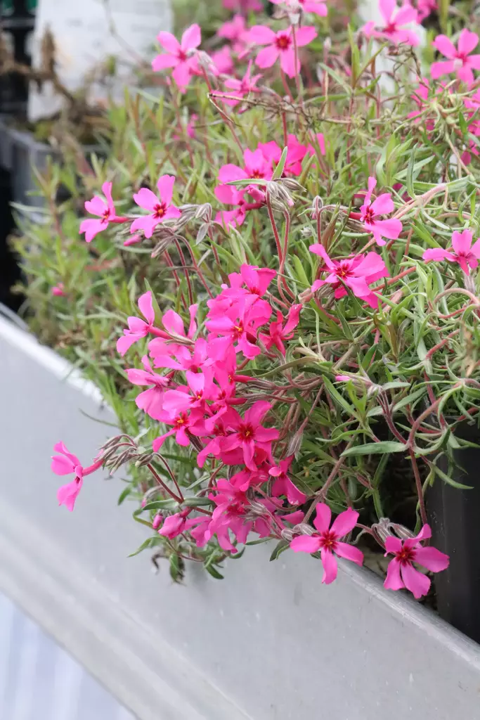 Phlox subulata 'Atropurpurea' - Leimut - 104112 - 1