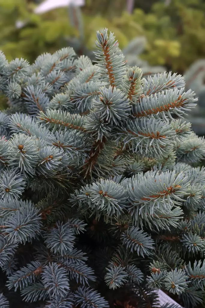 Picea pungens 'Glauca Globosa' - Kuuset - 104782 - 1