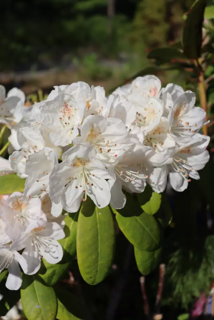 Rhododendron 'Pernilla' - Alppiruusut - 100242 - 1
