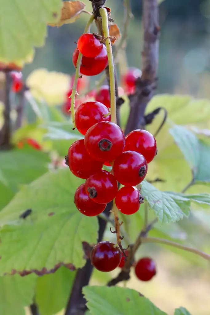 Ribes rubrum 'Rovada' - Herukkapensaat - 100602 - 1