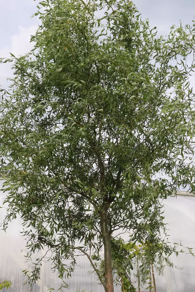 Salix 'Ural' - Muut puut - 100332 - 1