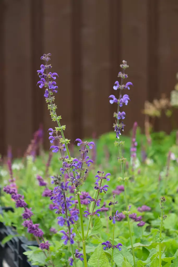 Salvia pratensis - Muut perennat - 104442 - 1