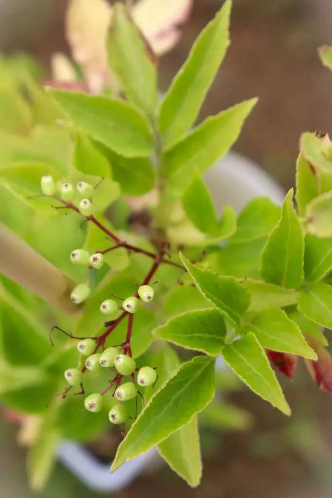 Sambucus nigra 'Haschberg' - Muut koristepensaat - 100152 - 1