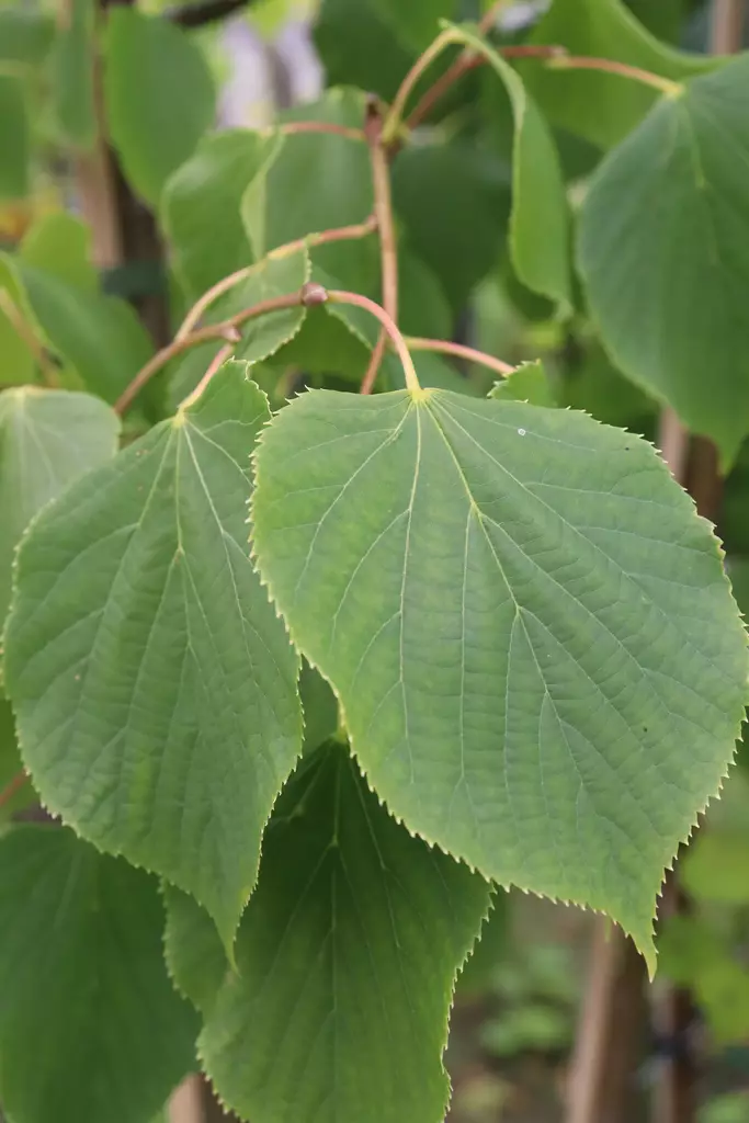 Tilia x vulgaris 'Pallida' - Muut puut - 104692 - 1