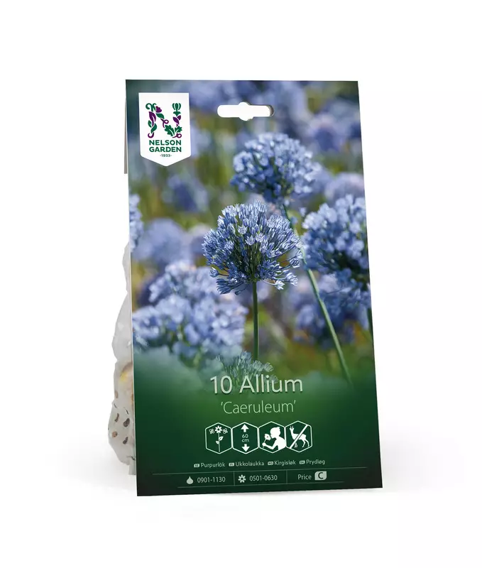 Ukkolaukkasipuli 'Caeruleum' - Kukansipulit ja -mukulat - 105072 - 1