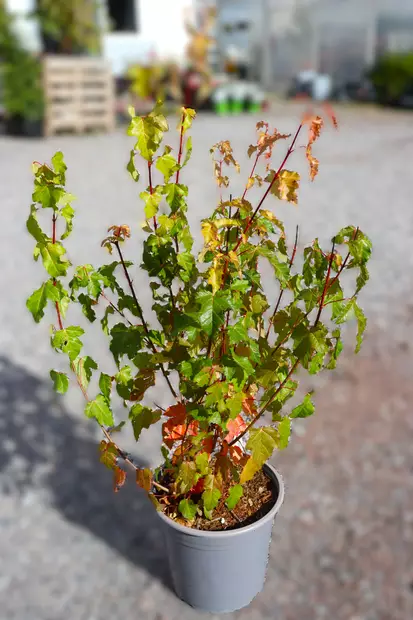 Acer tataricum 'Ginnala' - Muut koristepensaat - 100003 - 2