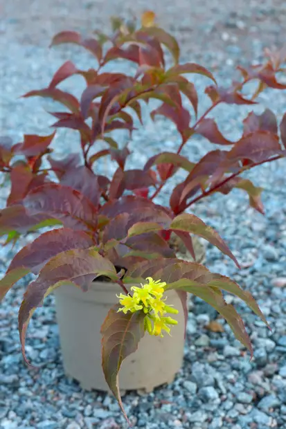 Diervilla x splendens 'Kajo' FinE - Muut koristepensaat - 105093 - 1