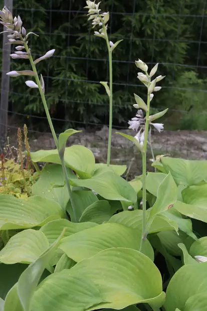 Hosta 'Blue Angel' - Kuunliljat - 104923 - 2