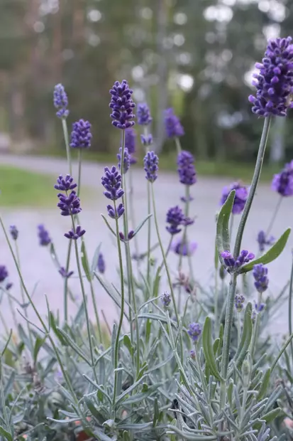 Lavandula angustifolia Cleo-Patio® - Yrtit - 104803 - 1