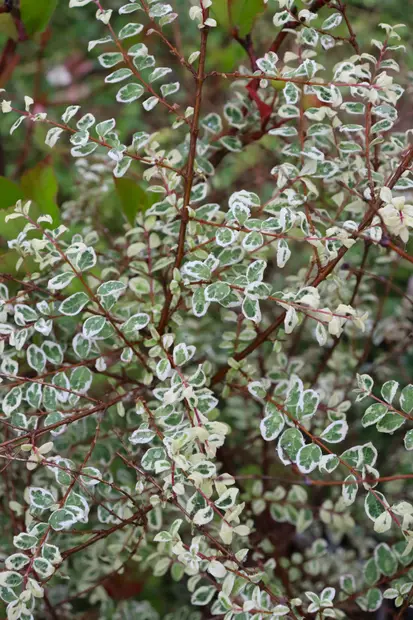 Symphoricarpos x chenaultii 'RANT02' - Muut koristepensaat - 104733 - 1
