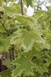 Acer platanoides 'Drummondii' - Vaahterat - 100283 - 1