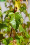 Acer tataricum 'Ginnala' - Muut koristepensaat - 100003 - 1