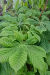 Aesculus hippocastanum - Muut puut - 104623 - 1