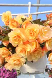 Begonia tuberhybrida 'Pendula' - Kukka-amppelit - 101673 - 1