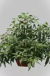 Capsicum annuum - Chilin ja paprikan taimet - 103313 - 1