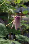 Clematis alpina 'Willy' - Kärhöt - 104213 - 1