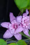 Clematis patens 'Multi Pink' - Kärhöt - 104233 - 2