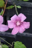 Clematis patens 'Multi Pink' - Kärhöt - 104233 - 1
