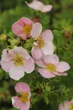 Dasiphora fruticosa 'New Dawn' - Hanhikit - 104933 - 1