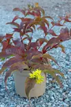 Diervilla x splendens 'Kajo' FinE - Muut koristepensaat - 105093 - 1
